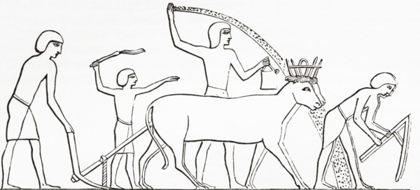 Ploughing, hoeing and sowing with animals in ancient Egypt.