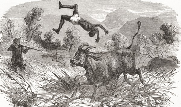 Hunting buffalo in Africa in the nineteenth century.