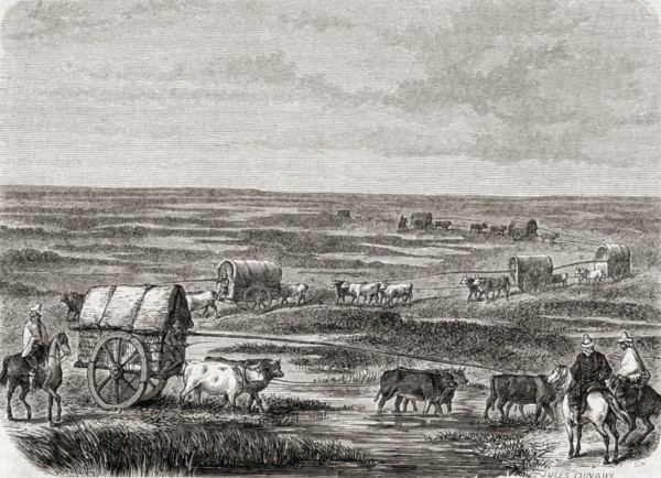 Wagon Train On The Argentinian Pampas In The 1860s.