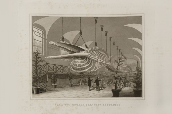 La Science et les Arts sous le pontificat du pape Pie IX, 1860