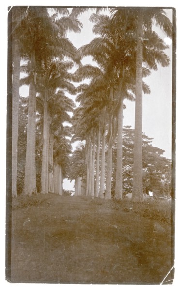 Avenue of trees, West Africa