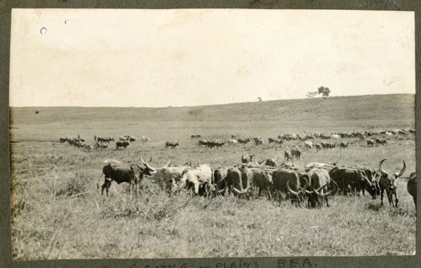 Plains cattle, Kenya