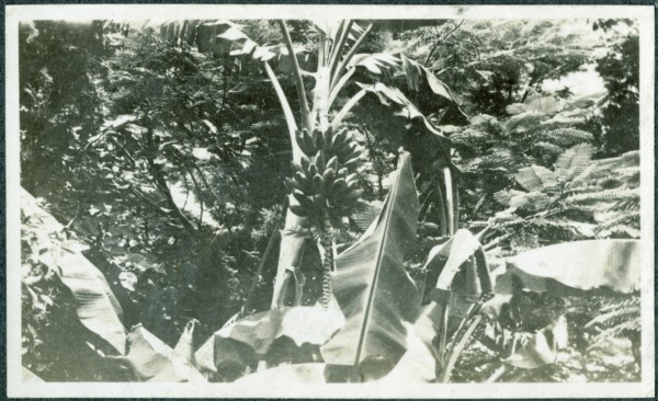 Banana plants