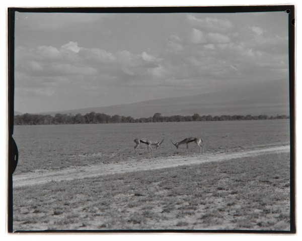 Amboseli Game Reserve