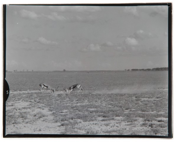 Amboseli Game Reserve