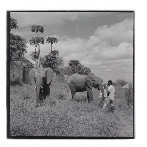 Elephants at Tsavo National Park, Voi