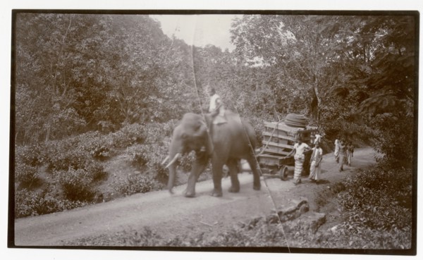 Elephant pulling crate through plantation