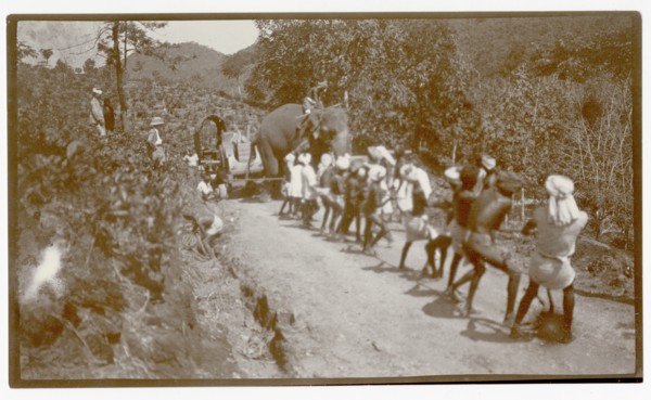 Plantation workers and elephant hauling load
