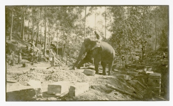 Elephant moving stone for road construction