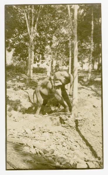 Elephant pushing rubber tree