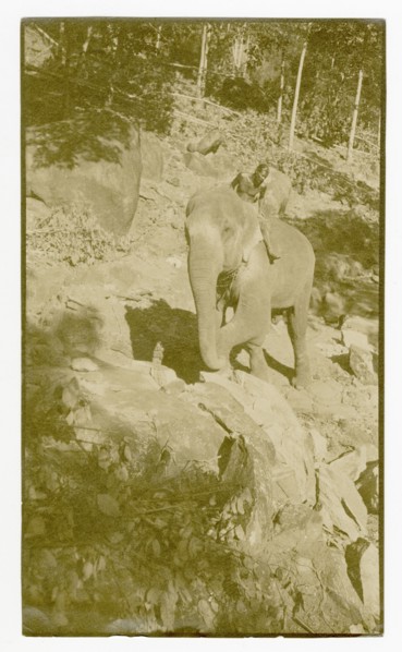 Elephant manoeuvring boulders