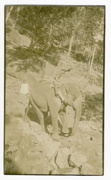 Elephant manoeuvring boulders