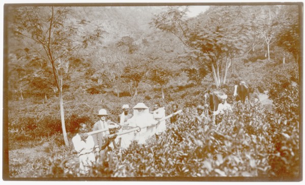 Passage through tea plantation