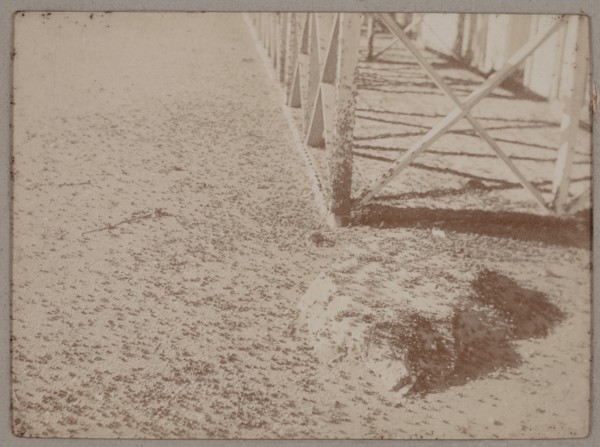Plague of ants