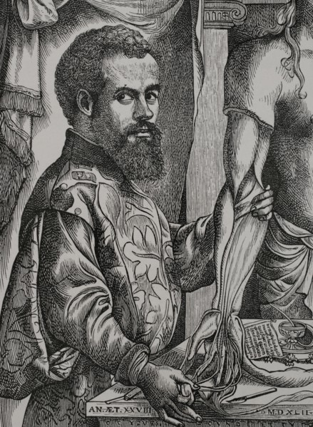 Andreas Vesalius (1514-1564). Flemish anatomist and physician. Portrait. Engraving after a drawing