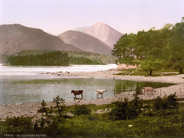 Cows at Derwentwater.