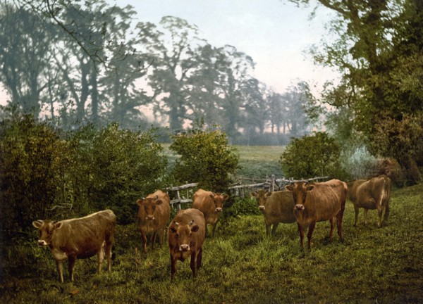 Cows in the Pasture.