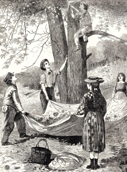 Harvesting and gathering chestnuts.