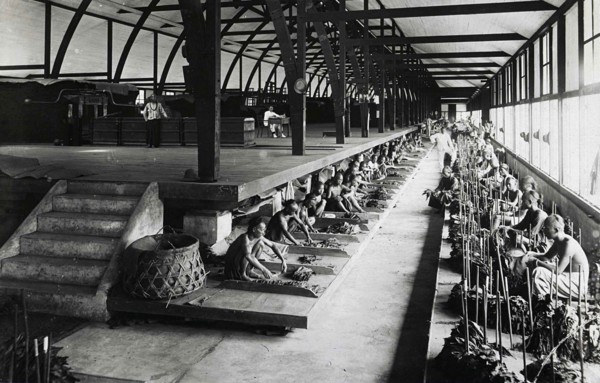 Indian workers sorting tobacco leaves under the supervision of Europeans in a fermentation shed in