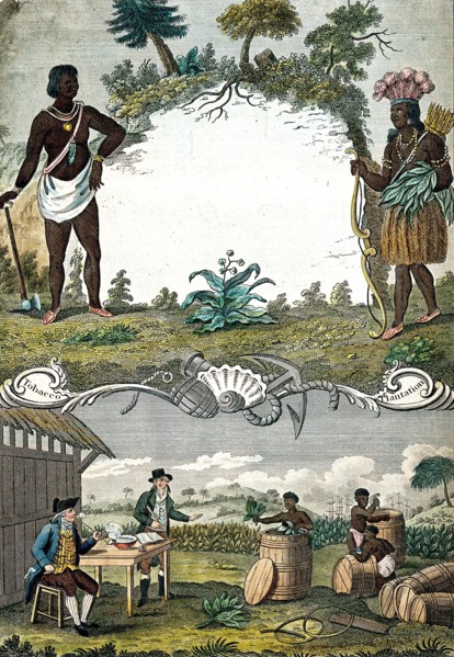 A tobacco plantation with workers.