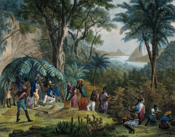 Indian workers harvesting coffee on a coffee plantation.