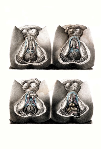 Human anatomy.