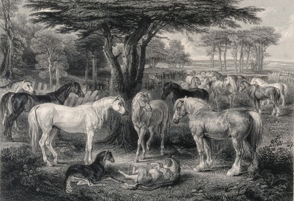 Animals.