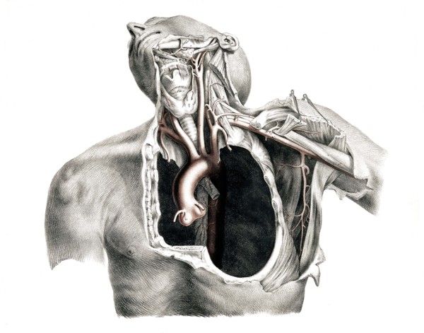 Human anatomy.