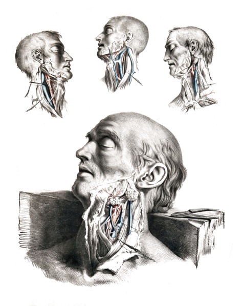 Human anatomy.