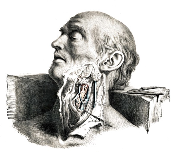 Human anatomy.