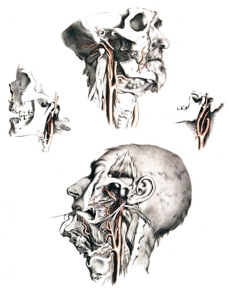 Human anatomy.