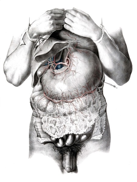 Human anatomy.