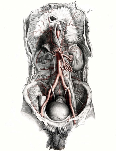 Human anatomy.