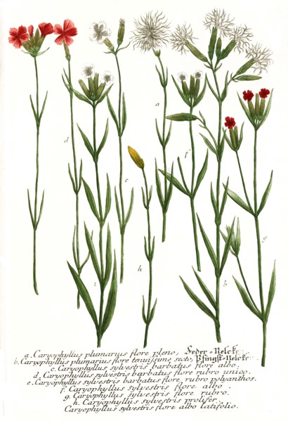 Botanik.
