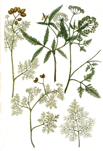 Botanik.