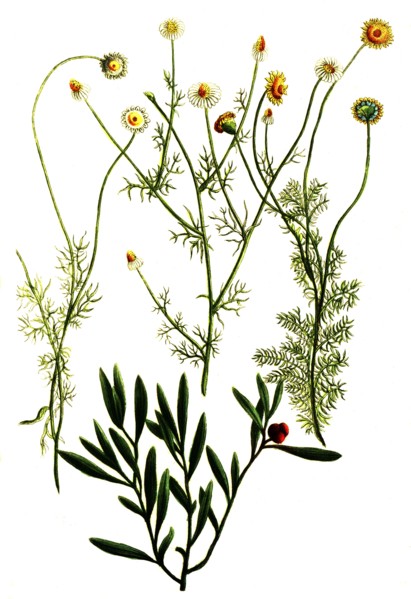 Botanik.