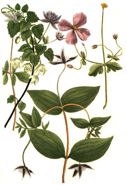 Botanik.