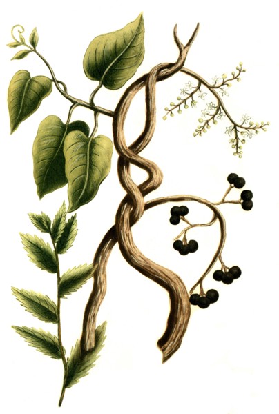 Botanik.