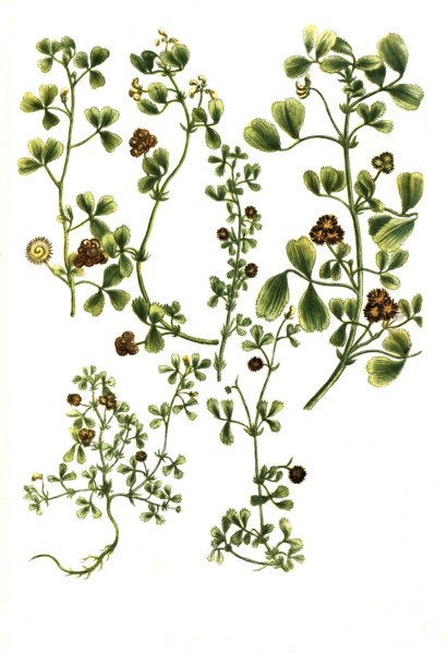 Botanik.