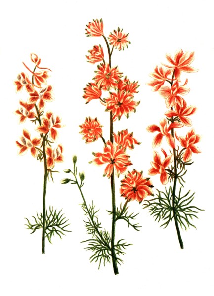 Botanik.