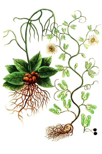 Botanik.
