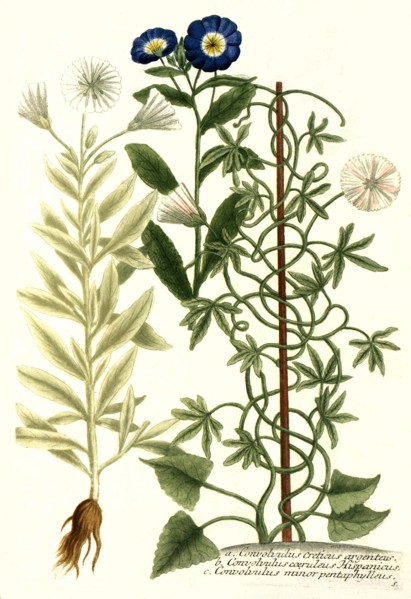 Botanik.