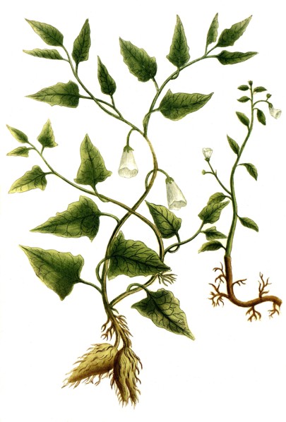 Botanik.