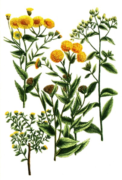 Botanik.