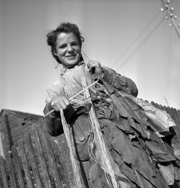 Harvesting tobacco in the Vallée de la Broye, around 1940