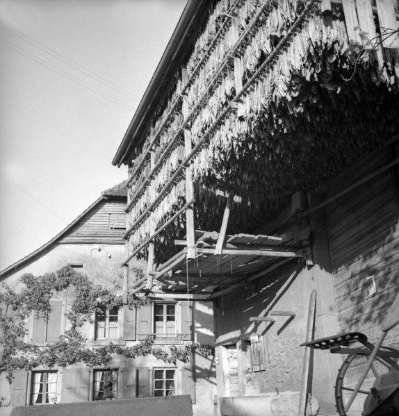 Drying tobacco leaves in the Vallée de la Broye, around 1940