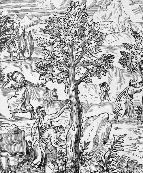 Gathering Frankincense in Arabia