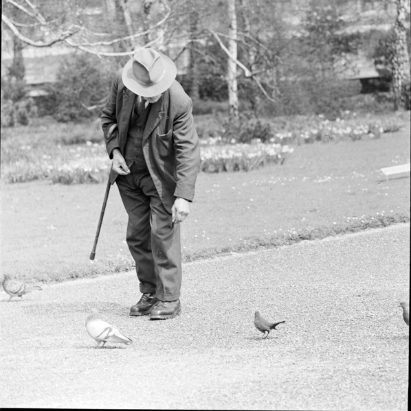 Old man feeding pigeons, circa in 1955.