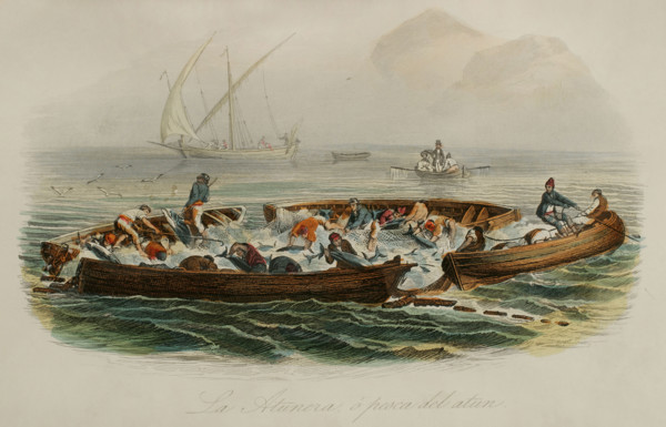 Tuna fishing. Drawing by Edouard Travies. Handcoloured engraving by Beyer. Chromolithography. ""Los