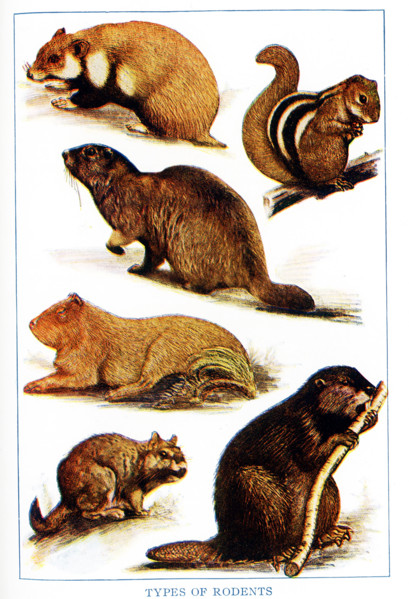 Shown here are various types of rodents. From left to right, top to bottom, they are:  European